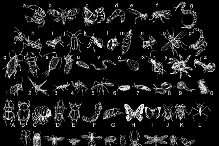 DingTheInsect Font